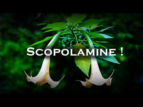 Global Scopolamine Market Is Estimated To Witness High Growth Owing To Increasing Demand for Motion Sickness Treatment and Growing Awareness about the Benefits of Scopolamine Patch