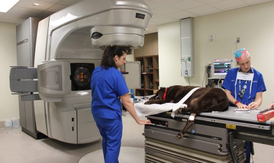 Veterinary Oncology Market: Rising Demand for Advanced Treatments Propels Growth