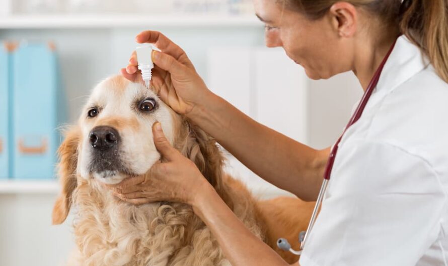Europe Animal Healthcare Market Is Estimated To Witness High Growth Owing To Increasing Pet Ownership
