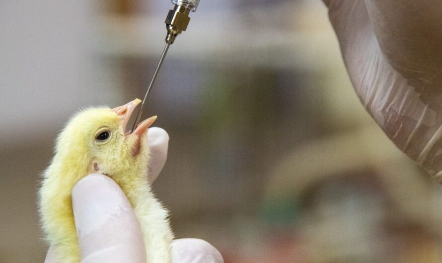 Poultry Vaccine Market Is Estimated To Witness High Growth Owing To Rising Demand for Poultry Products and Increasing Incidence of Poultry Diseases