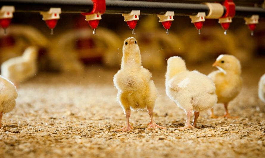 Poultry Meat Is Fastest Growing Segment Fueling The Growth Of Poultry Market