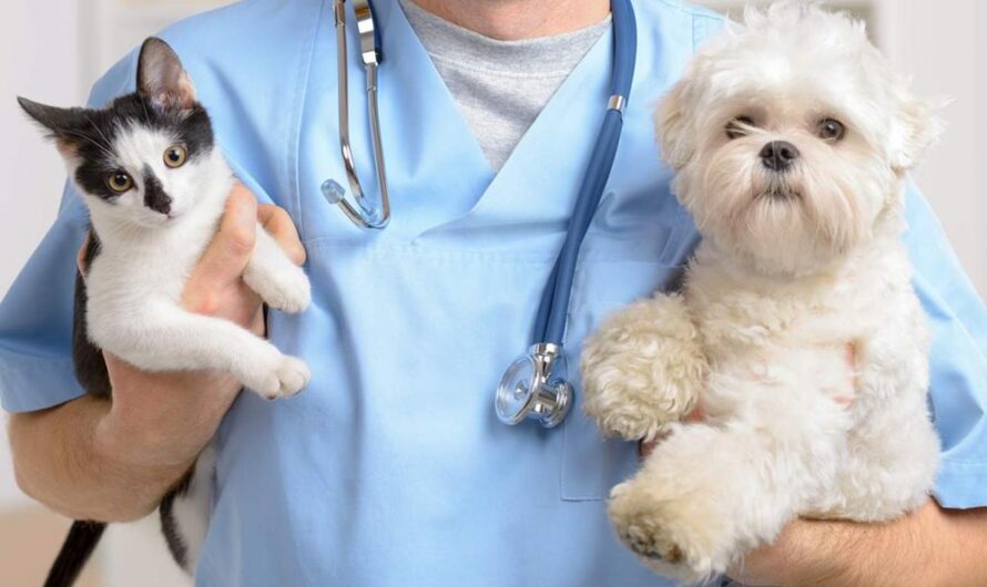 The Global Veterinary Services Market is expected to be Flourished by High Pet Adoption Rates