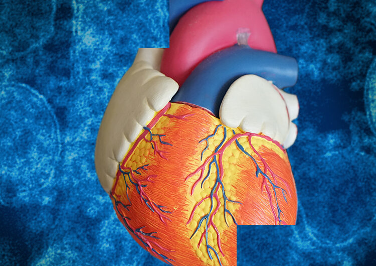 Promising Advances in Cardiac Regeneration Bring Hope to Heart Patients