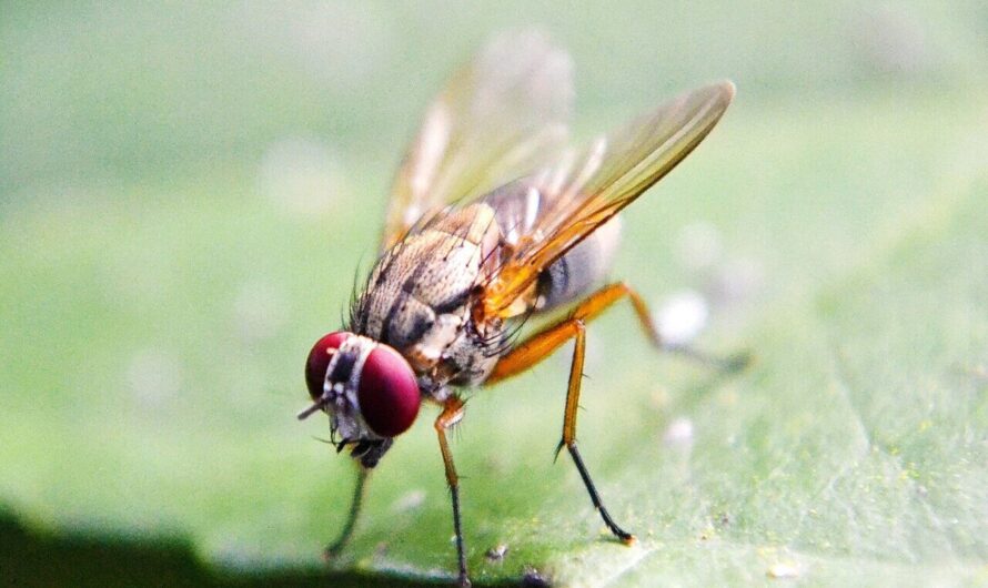 Researchers Gain Insights into the Mechanisms Behind Persistent Aggression in Fruit Flies