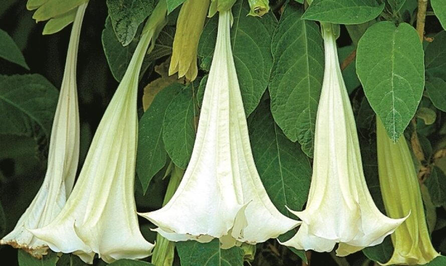 Scopolamine Market Driven By The Increasing Incidences Of Motion Sickness Is Estimated To Be Valued