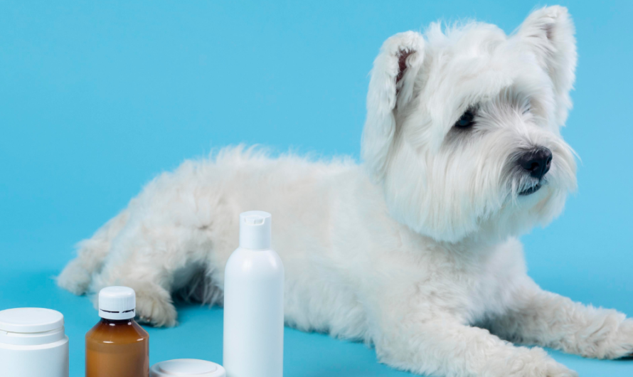 Veterinary Dermatology Drugs Market Driven By Rising Pet Healthcare Expenditure