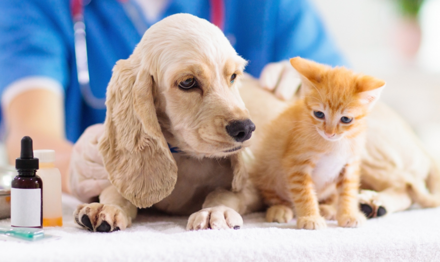 Growing Pet Adoption Rates Around The Globe To Boost The Growth Of Veterinary Medicine Market