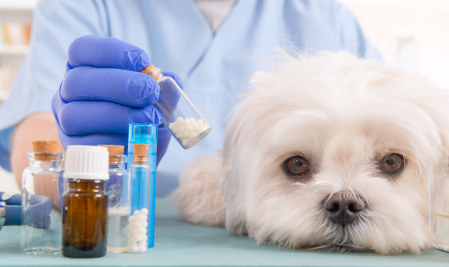 Veterinary Medicine: Caring for our Companion Animals