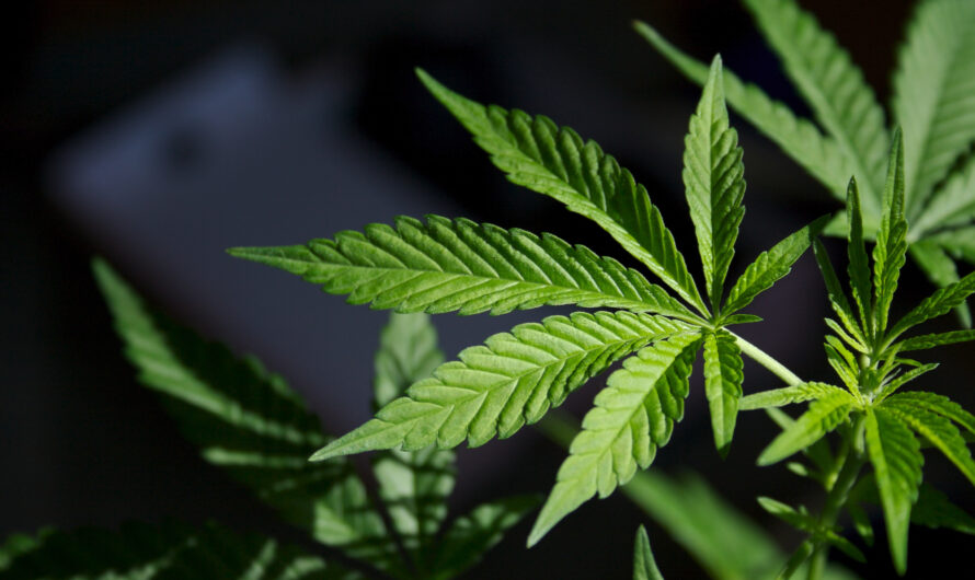 German Parliament Passes Bill Legalizing Recreational Cannabis