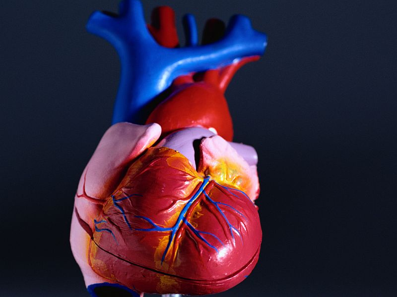 Gene Therapy Shows Promise In Slowing The Progression Of Life-Threatening Heart Condition