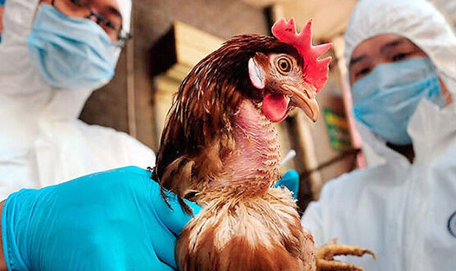 Avian Influenza: A Comprehensive Analysis of Global Threats to Public Health and Pandemic Preparedness