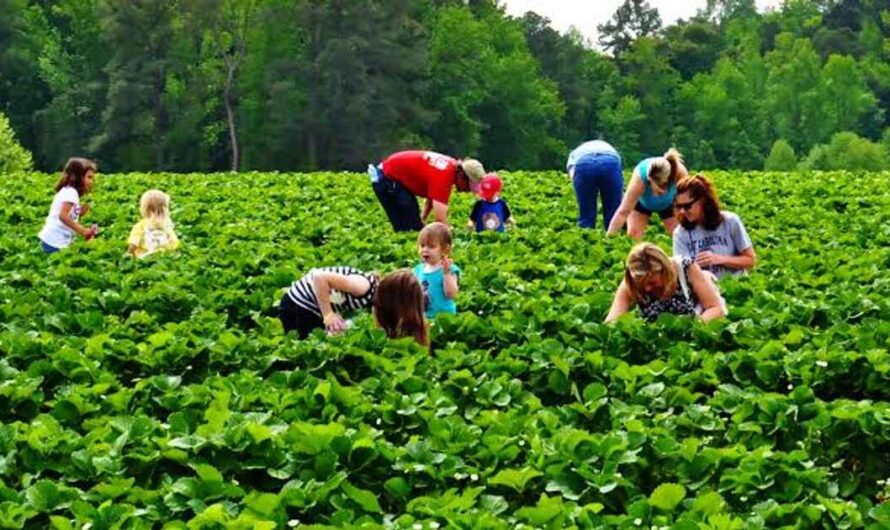 Emerging Agritourism Market Sector Is Thriving On Experience-Driven Travel Trends