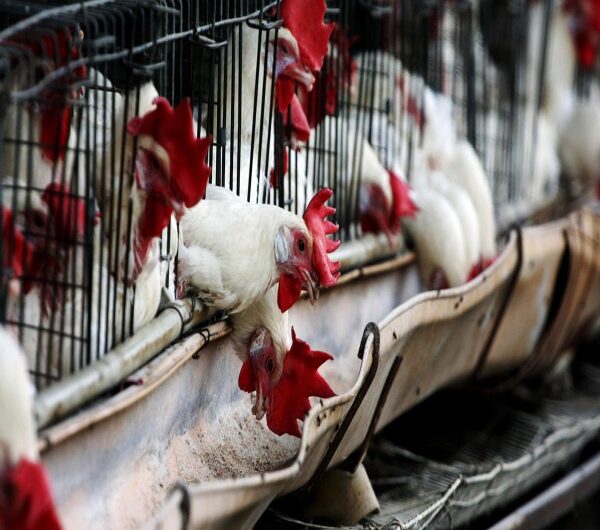 Bird Flu: A Looming Threat to Humans and Animals Across the World