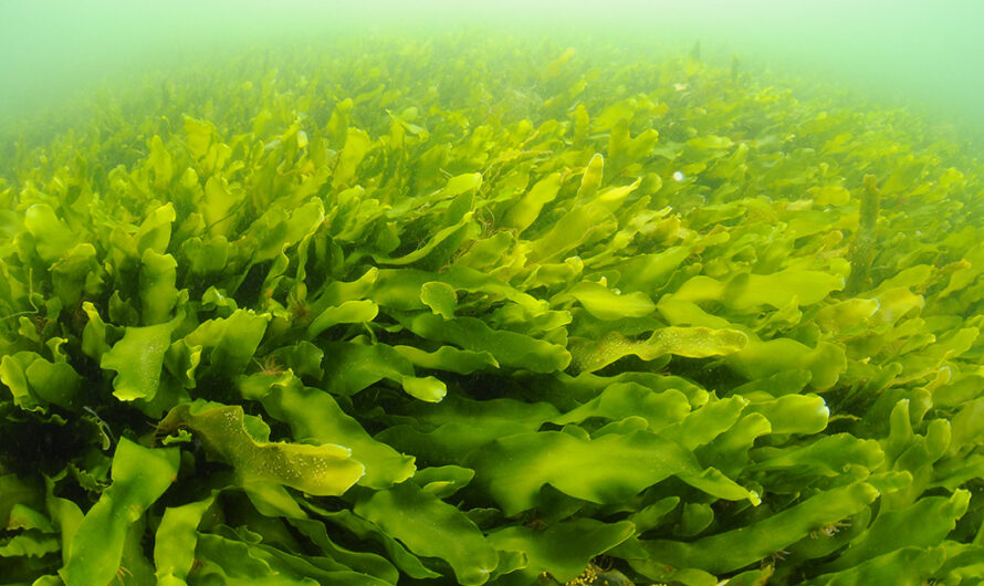 Commercial Seaweed Farming: A Promising Industry for the Future