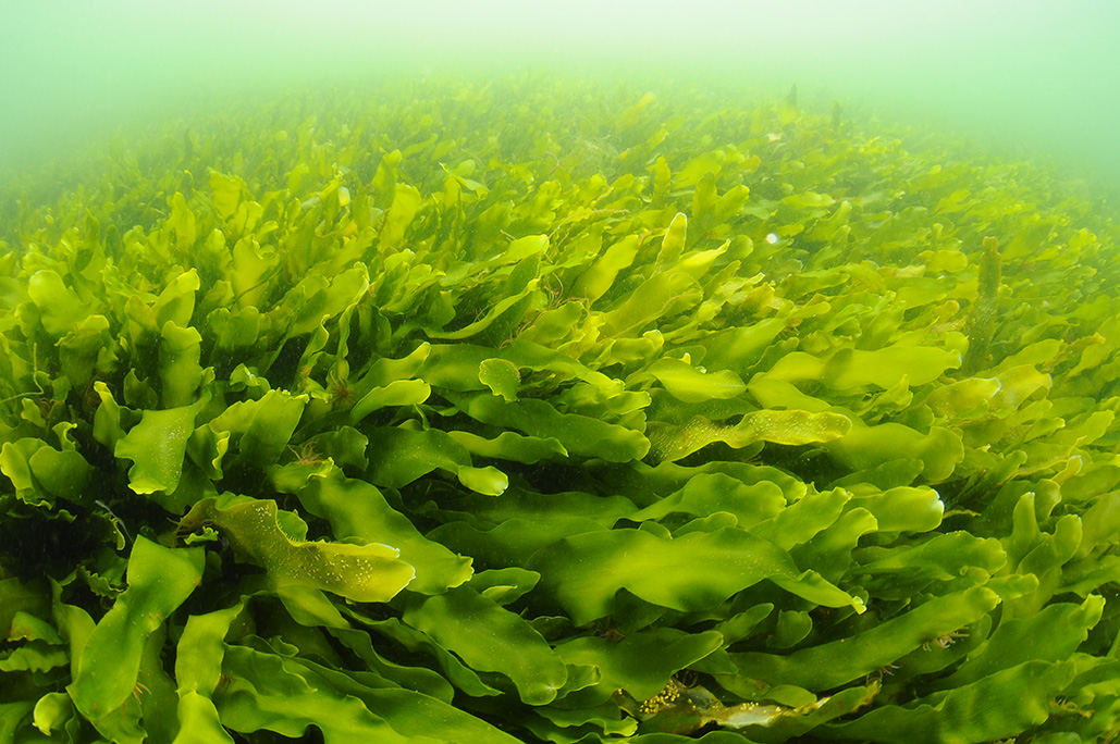 Commercial Seaweed
