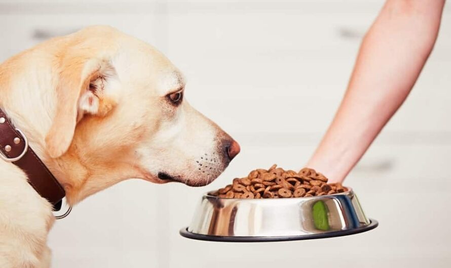 Pet Food Bowl Market in trends through Pet ownership rising globally
