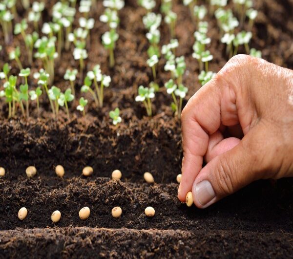 Vegetable Seed Market is growing rapidly through Biofortification Trends